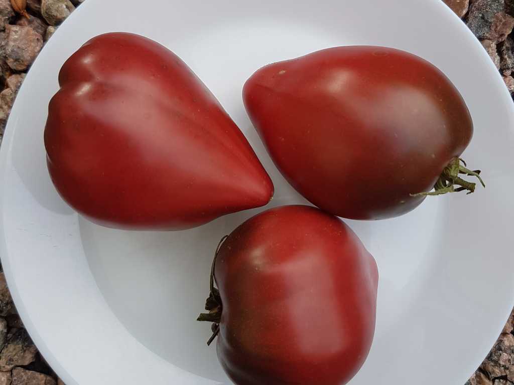 Chornoje serdze s nosikom, Black Heart from Borisovna